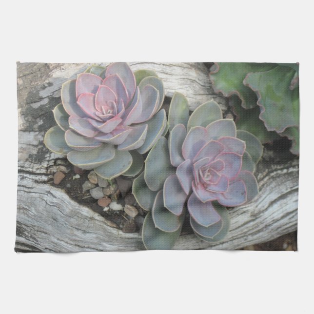 Echeveria Dish Handtuch (Horizontal)