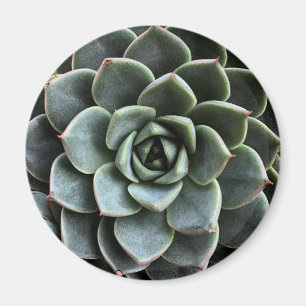 Écheveria Fabiola Magnet