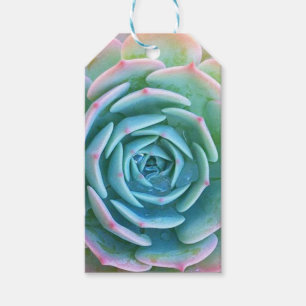Écheveria Imbricata étiquette cadeau Succulent
