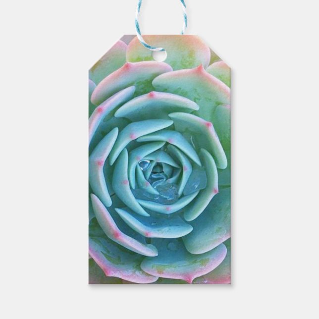 Echeveria Imbricata Sukkulentes Geschenketikett Geschenkanhänger (Vorderseite)