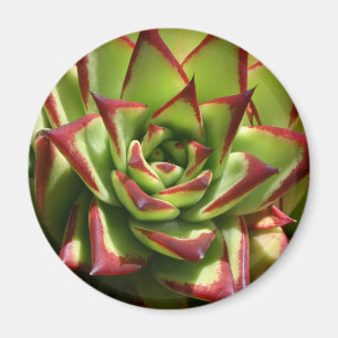 Echeveria-Magnet Magnet