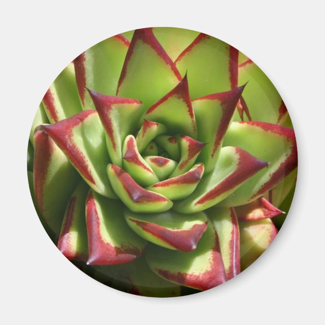 Echeveria-Magnet Magnet (Vorne)
