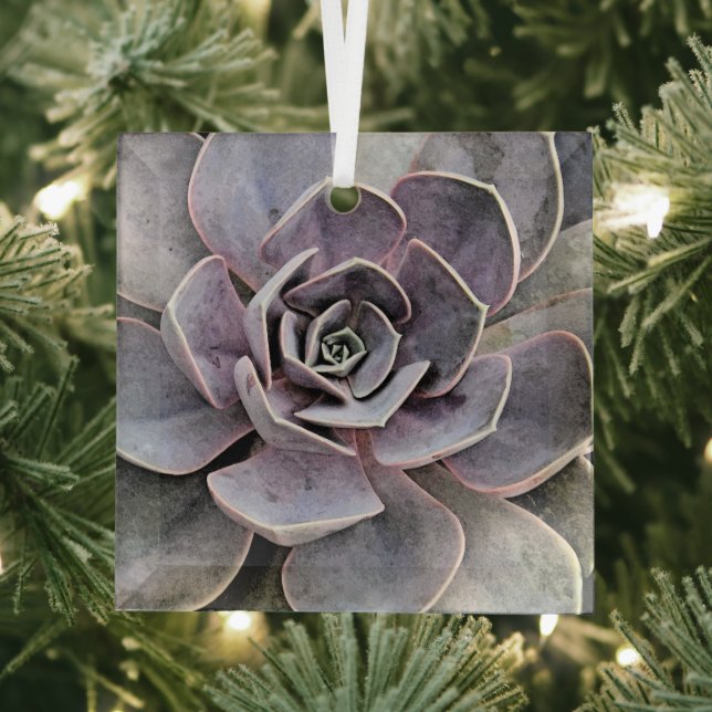 ECHEVERIA-PFLANZE (ERFOLGREICH) ORNAMENT AUS GLAS (Insitu)