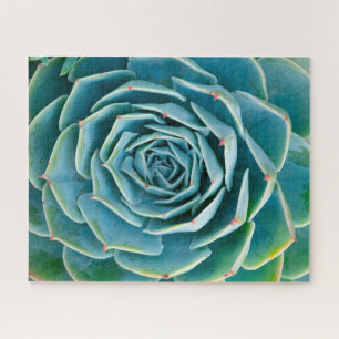 Echeveria-Rosette, Geheimgarten von Marrakesch