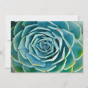 Echeveria-Rosette, Geheimgarten von Marrakesch Dankeskarte