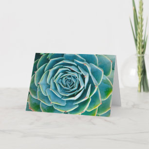 Echeveria-Rosette, Geheimgarten von Marrakesch Karte