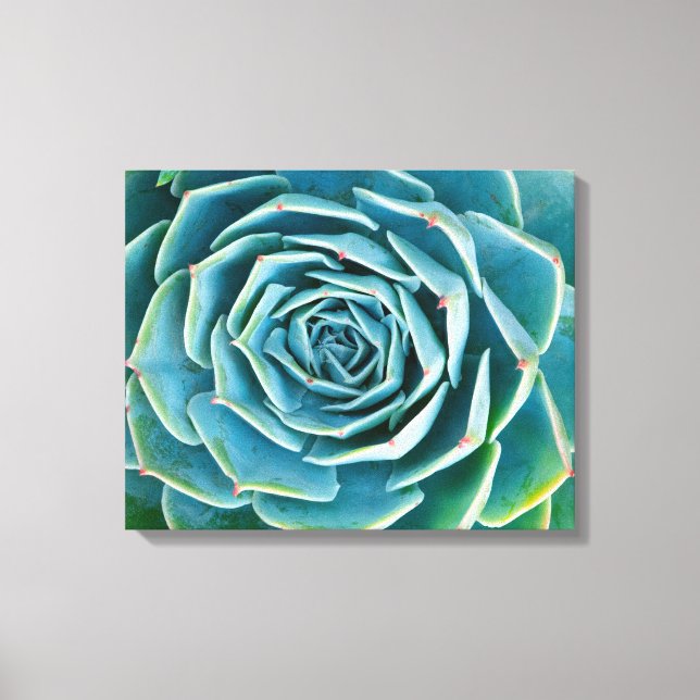 Echeveria-Rosette, Geheimgarten von Marrakesch Leinwanddruck (Vorderseite)