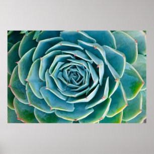 Echeveria-Rosette, Geheimgarten von Marrakesch Poster