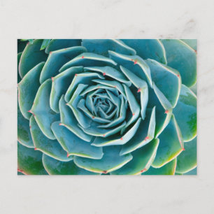 Echeveria-Rosette, Geheimgarten von Marrakesch Postkarte
