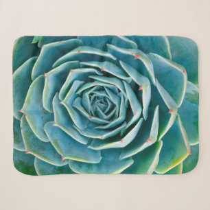Echeveria-Rosette, Geheimgarten von Marrakesch Sherpadecke