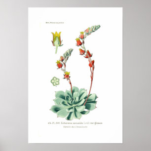 Echeveria secunda poster
