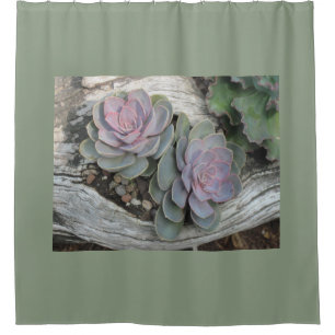 Echeveria Succulent Duschvorhang