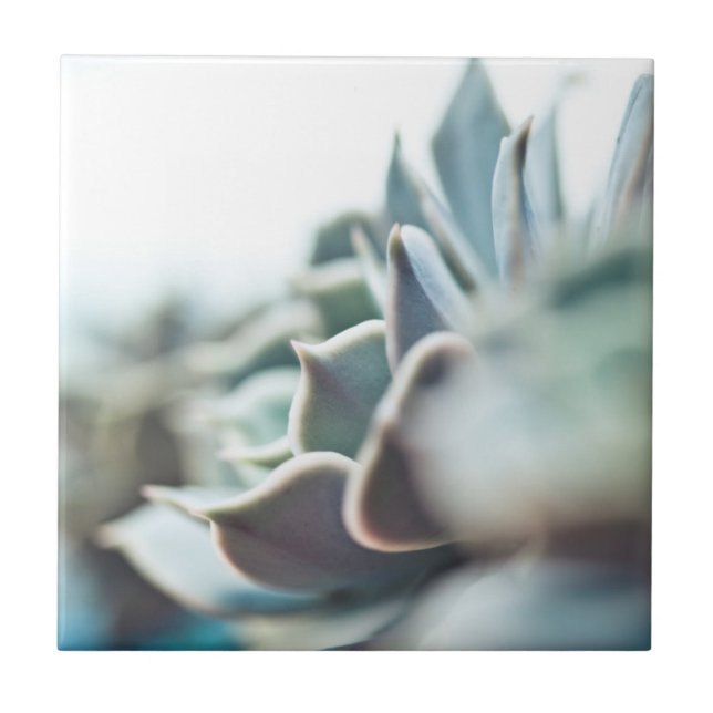 Echeveria Succulent Fliese (Vorderseite)