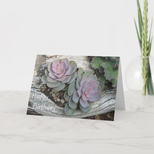 Echeveria Succulent Geburtstagskarte Karte (Vorderseite)