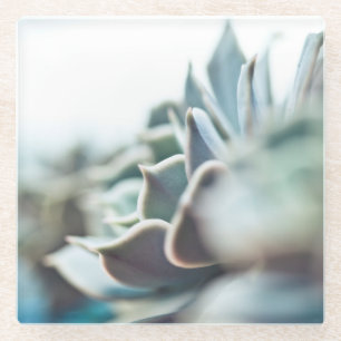 Echeveria Succulent Glasuntersetzer