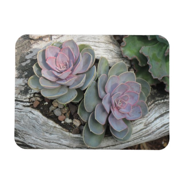 Echeveria Succulent Magnet (Horizontal)