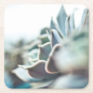 Echeveria Succulent Rechteckiger Pappuntersetzer
