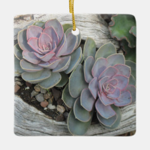 Echeveria Succulentverzierung Keramikornament