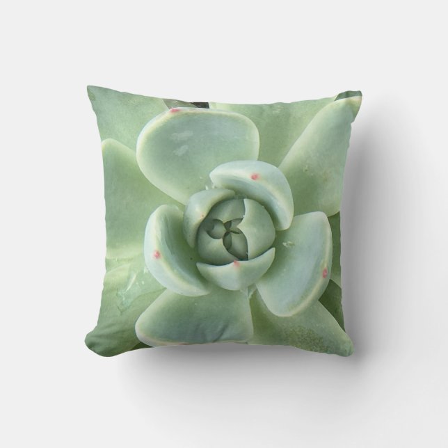 Echeveria sukkulent kissen (Vorderseite)