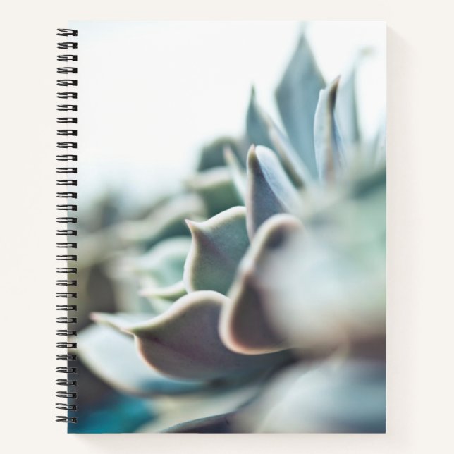 Echeveria sukkulent notizbuch (Vorderseite)