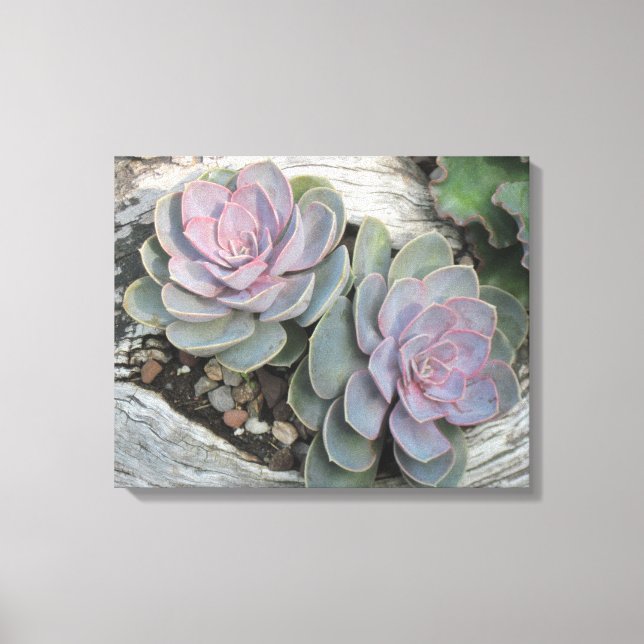Echeveria Sur Toile Emballée De Bois Laissé (Recto)