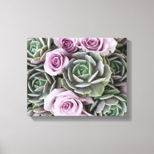 Echeverias und Rosen durch Debra-Lee Baldwin Leinwanddruck