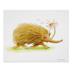 Echidna aquarelle blanc affiche d'art