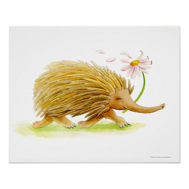 Echidna aquarelle blanc affiche d'art (Devant)