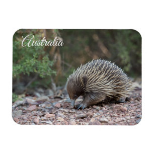 Echidna, Australien Magnet