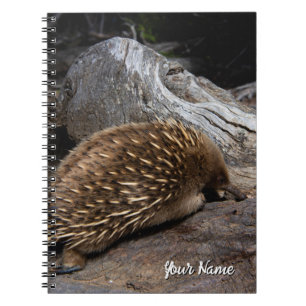 Echidna Australien Notizblock