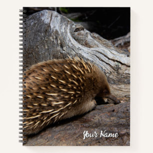 Echidna Australien Notizbuch