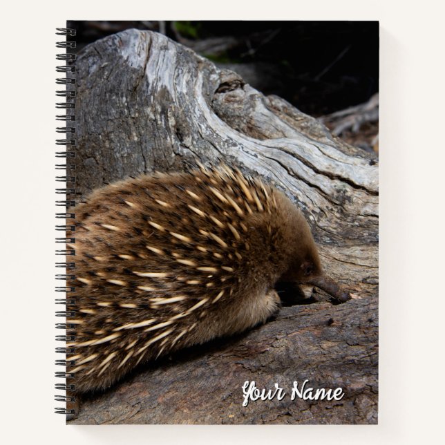 Echidna Australien Notizbuch (Vorderseite)