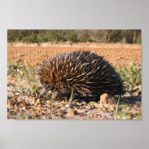 Echidna, der Nahrung auf dem Boden findet Poster