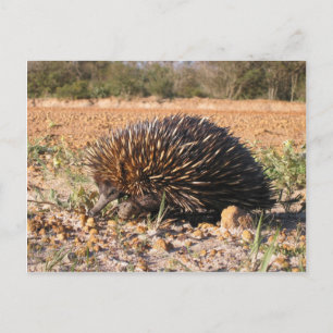 Echidna finden Nahrung auf dem Boden Postkarte