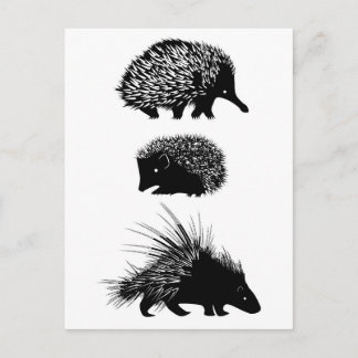 Echidna, hérisson, cartes postales porcupine