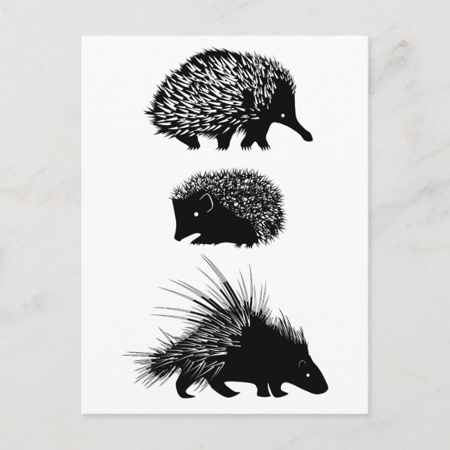 Echidna, hérisson, cartes postales porcupine (Devant)