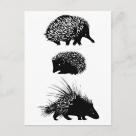 Echidna, Igel, Postkarten vom Schwein