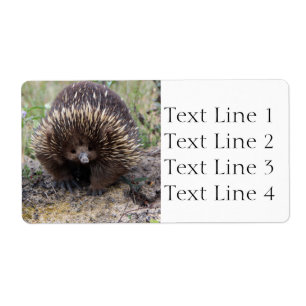 Echidna oder Spiny Anteater Australien