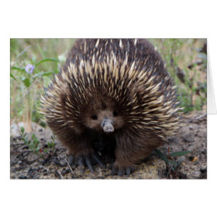 Echidna oder Spiny Anteater Australien