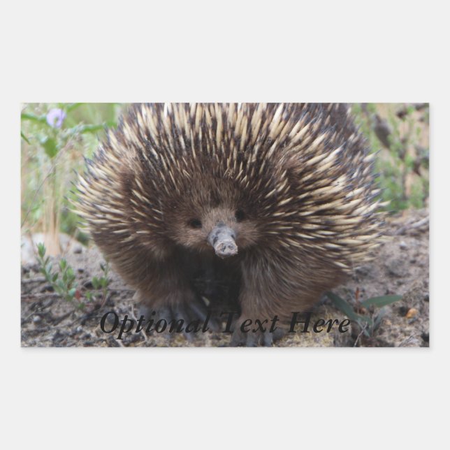 Echidna oder Spiny Anteater Australien Rechteckiger Aufkleber (Vorderseite)