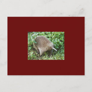 ECHIDNA POSTKARTE