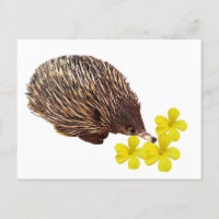 Echidna und Frangipani Postcard