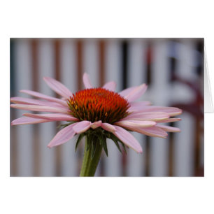 Echinacea