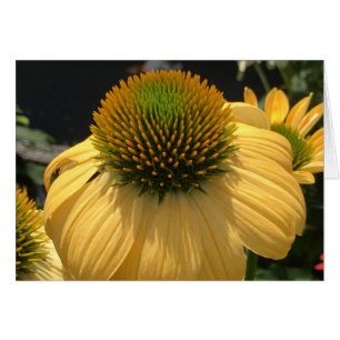 Echinacea
