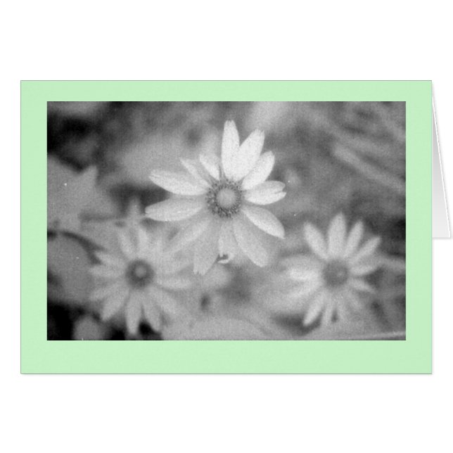 "Echinacea #1" (Devant horizontal)