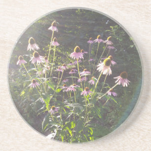 Echinacea-Blume in der Sonne Getränkeuntersetzer