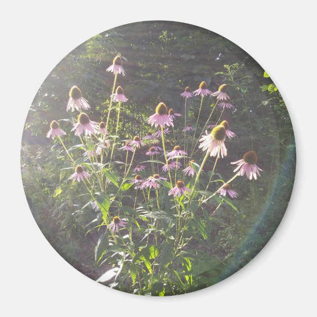 Echinacea-Blume in der Sonne Magnet (Vorne)