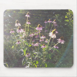 Echinacea-Blume in der Sonne Mousepad