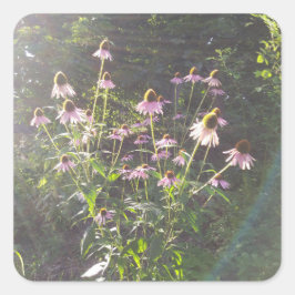 Echinacea-Blume in der Sonne Quadratischer Aufkleber