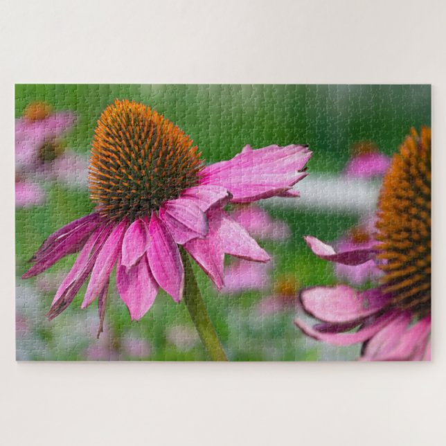 Echinacea Blume Jigsaw Puzzle (Horizontal)